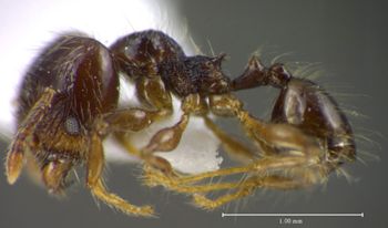 Media type: image;   Entomology 34314 Aspect: habitus lateral view